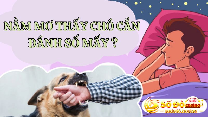 Các con số đẹp nên đánh khi mơ thấy bị chó cắn