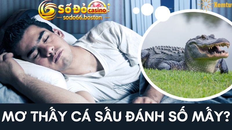 Ý nghĩa khi ngủ mơ thấy cá sấu là gì?