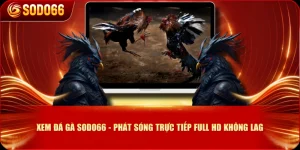 Xem Đá Gà SODO66 - Phát Sóng Trực Tiếp Full HD Không Lag